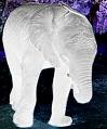 A white elephant gift