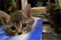 A Cat in The Box
