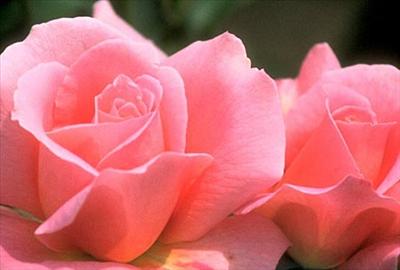 Rosa (color rosa)