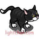 kedi