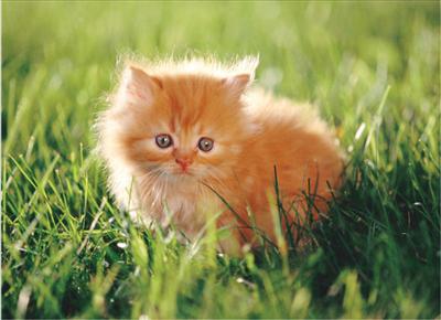 Kitten