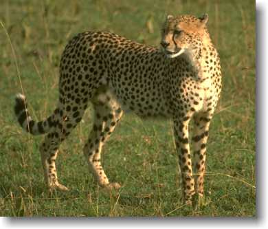 Cheetah