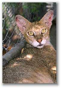 Jungle Cat