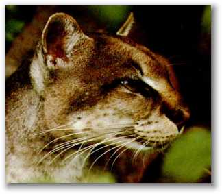 African Golden Cat
