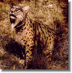 Spanish Lynx