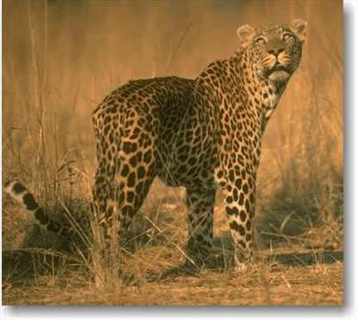 Leopard