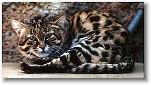 Blackfoot Cat