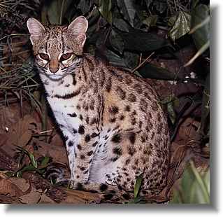 Tiger Cat