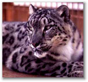 Snow Leopard (ENDANGERED)
