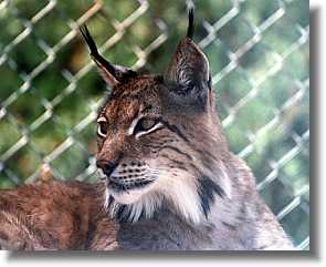 Eurasian Lynx