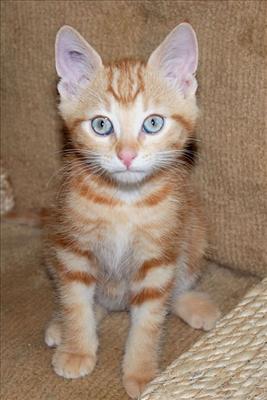Orange Tabby