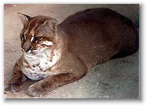 Asian Golden Cat