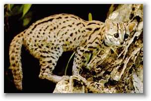 Leopard Cat