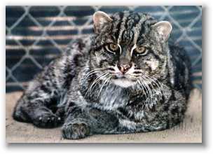 Fishing Cat