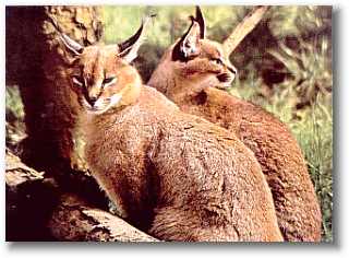 Caracal Cat