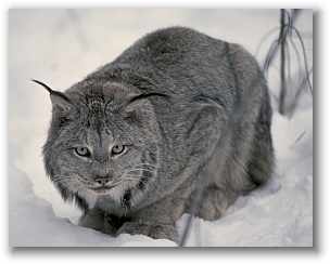 Canadian Lynx