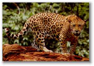 Jaguar
