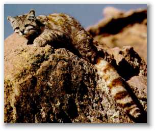 Andean Mountain Cat