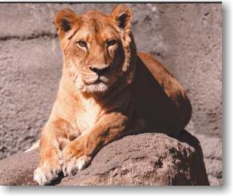Lion (ENDANGERED)