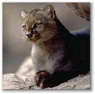 Jaguarundi