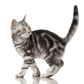American Shorthair