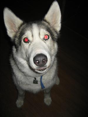 Red Eyed Alaskan Husky
