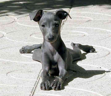 Italian Greyhound