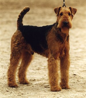 Airedale Terrier