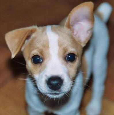Rat Terrier