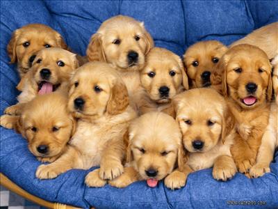 Golden Retriever(Puppies