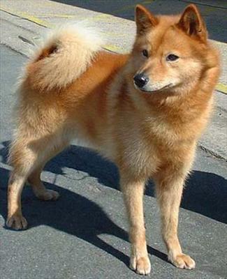 Finnish Spitz