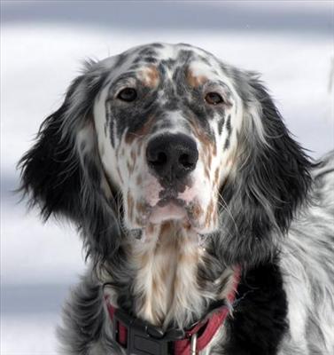 English Setter