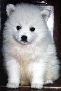 Japanese Spitz