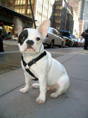 French Bulldog