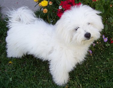 Havanese