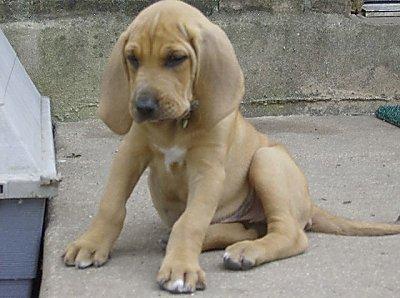 Bloodhound (Puppy)
