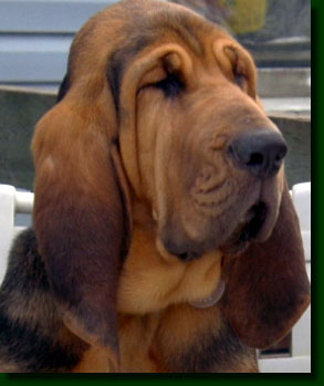 Bloodhound