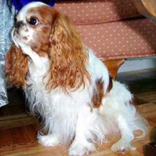 English Toy Spaniel
