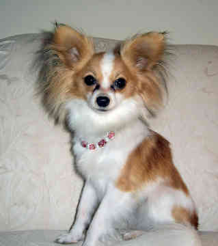 Papillon