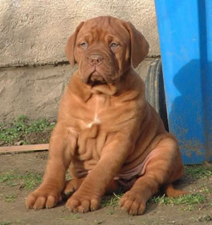 Dogue de Bordeaux (French Mastiff)