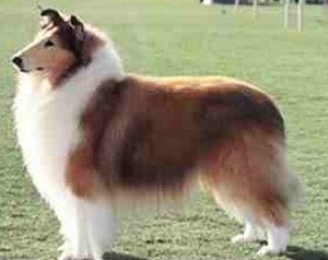 Collie