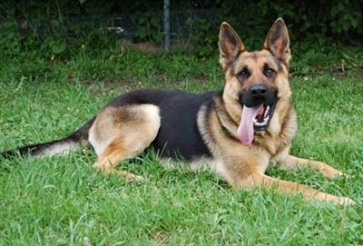 German Shepherd