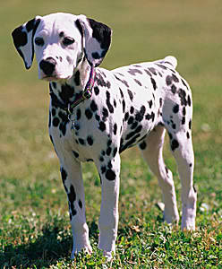 Dalmatian