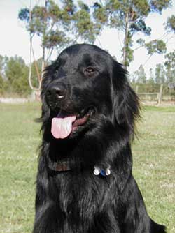 Flat Coated Retriever (Black Retriever)