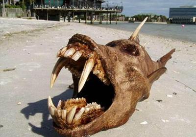 Freak Fish 