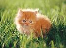 kitten...
