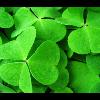 happy saint patricks day.