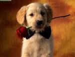 Puppy Love...