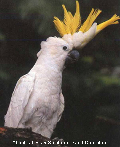 Cockatoo