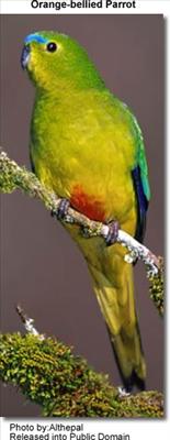 Orange Belly Parrot